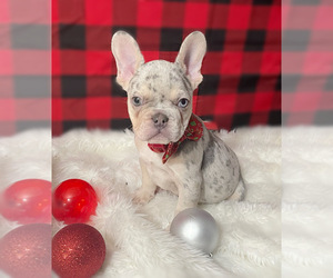 French Bulldog Puppy for sale in LUCERNE VALLEY, CA, USA