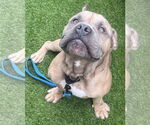 Small #1 Olde Bulldog
