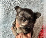 Small #1 Chihuahua