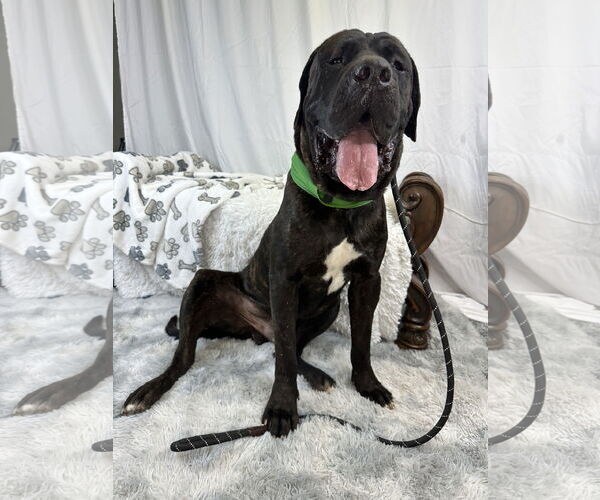 Medium Photo #3 Mastiff Puppy For Sale in Goodyear, AZ, USA