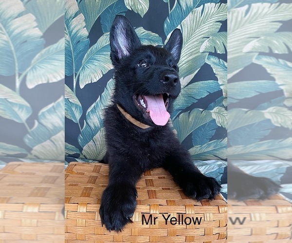 Medium Photo #27 German Shepherd Dog Puppy For Sale in BOKOSHE, OK, USA