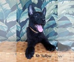 Small #26 German Shepherd Dog