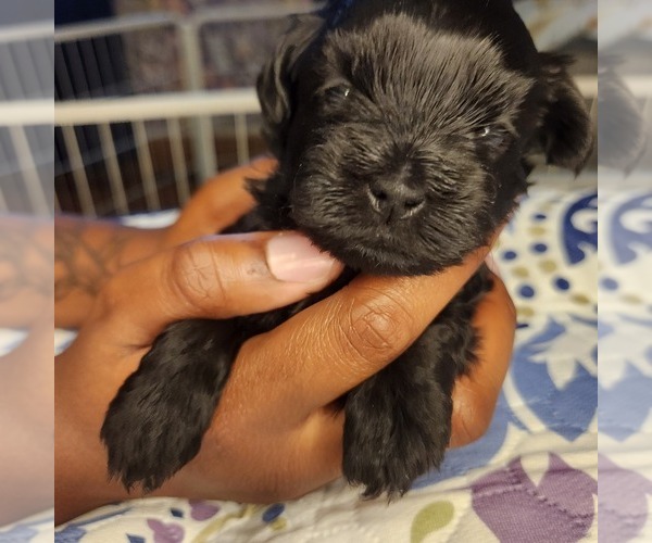 Medium Photo #1 Shih-Poo Puppy For Sale in FORT WASHINGTON, MD, USA