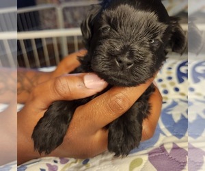 Shih-Poo Puppy for sale in FORT WASHINGTON, MD, USA