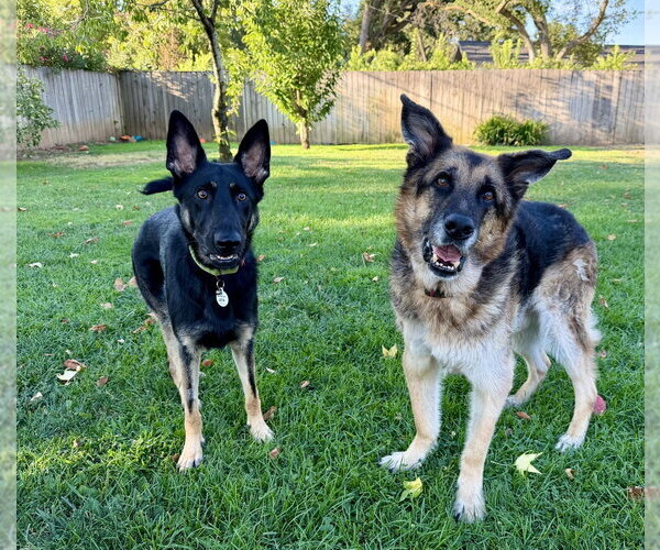 Medium Photo #6 German Shepherd Dog Puppy For Sale in West Sacramento, CA, USA