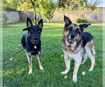 Small #5 German Shepherd Dog