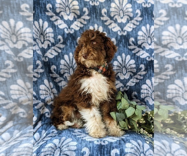 Medium Photo #4 Bernedoodle (Miniature) Puppy For Sale in OXFORD, PA, USA