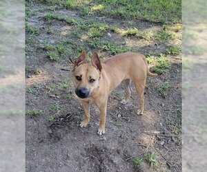 Kapriee - Female Boxador Dog for Adoption - Photo #2