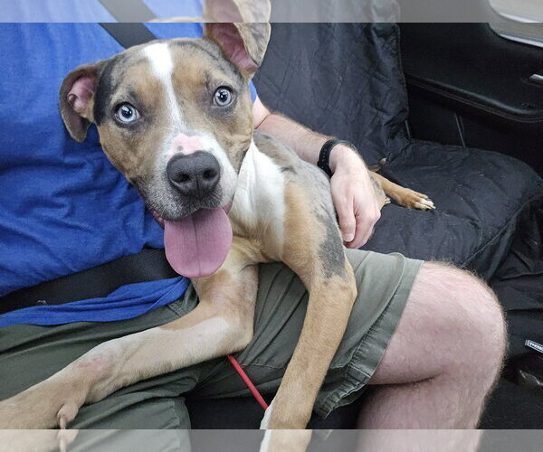 Medium Photo #6 Mutt Puppy For Sale in Rockville, MD, USA