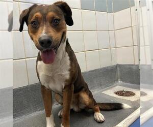 Harrier-Unknown Mix Dogs for adoption in San Antonio, TX, USA