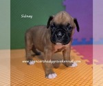 Small #6 Boxer