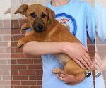 Small #1 Dachshund Mix