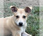 Small Retriever  Mix