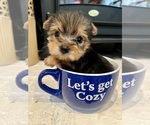 Small Photo #2 -Yorkshire Terrier Mix Puppy For Sale in BRUNSWICK, OH, USA