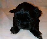 Puppy Riley Shih Tzu