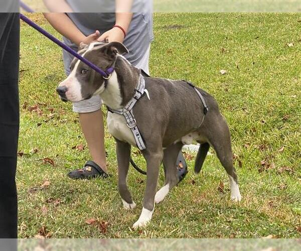 Medium Photo #1 Mutt Puppy For Sale in Houston, TX, USA