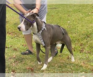 Mutt Dogs for adoption in Houston, TX, USA