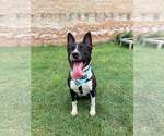 Allegra - Female Labrador Retriever Dog for Adoption - Small photo