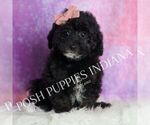 Small Photo #13 Goldendoodle (Miniature) Puppy For Sale in WARSAW, IN, USA