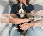 Small Photo #4 Bernese Mountain Dog Puppy For Sale in BERLIN, NJ, USA