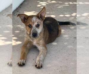 Mutt Dogs for adoption in Paso Robles, CA, USA