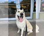 Small #4 German Shepherd Dog-Huskies  Mix
