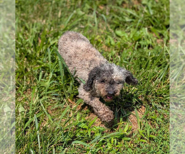 Medium Photo #1 Maltipoo (Toy) Puppy For Sale in GOSHEN, IN, USA