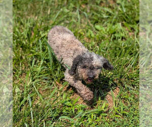 Father of the Maltipoo (Toy) puppies born on 06/11/2026