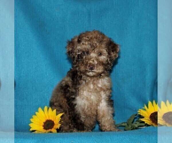 Medium Photo #2 Poodle (Miniature) Puppy For Sale in CHRISTIANA, PA, USA