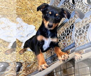 Mutt Dogs for adoption in Tracy City, TN, USA