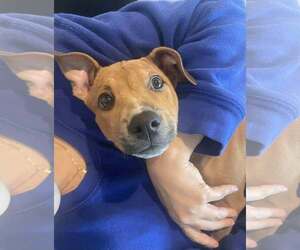 Mutt Dogs for adoption in pomfret, CT, USA