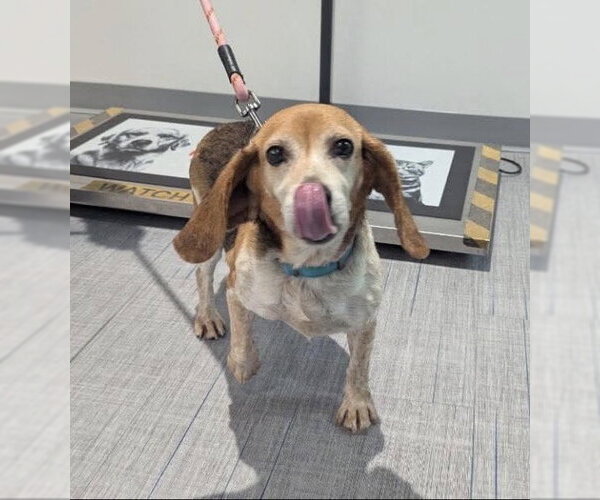 Medium Photo #2 Beagle Puppy For Sale in Brookville, OH, USA