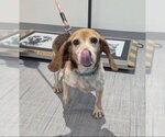 Small #1 Beagle