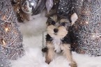 Small #2 Yorkshire Terrier