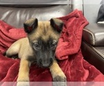 Small Photo #48 Belgian Malinois Puppy For Sale in REESEVILLE, WI, USA