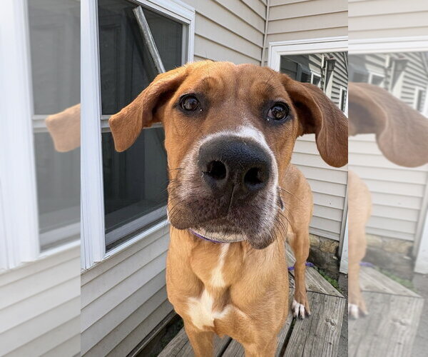 Medium Photo #3 Great Dane-Labrador Retriever Mix Puppy For Sale in Brewster, NY, USA