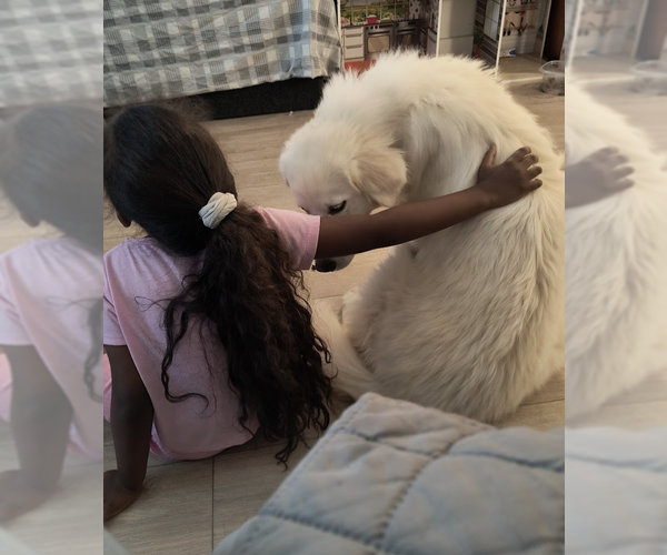 Medium Photo #2 Great Pyrenees-Unknown Mix Puppy For Sale in Brooklyn, NY, USA