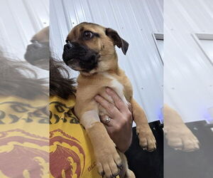 Puggle Dogs for adoption in Osgood, IN, USA