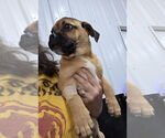 Small Puggle