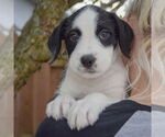Small #4 Australian Shepherd Mix