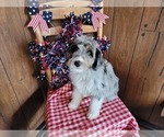 Small Photo #5 Bernedoodle (Miniature) Puppy For Sale in BLACK FOREST, CO, USA