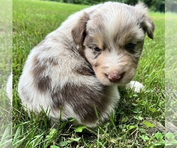 Medium Photo #4 Australian Shepherd Puppy For Sale in MEHERRIN, VA, USA