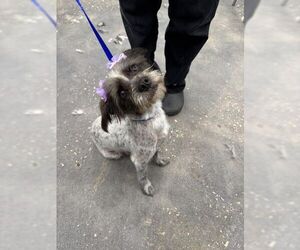 Mutt Dogs for adoption in The Woodlands, TX, USA