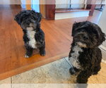 Small #5 Maltese Mix