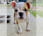 Small Photo #2 English Bulldog Puppy For Sale in WEST HOLLYWOOD, CA, USA