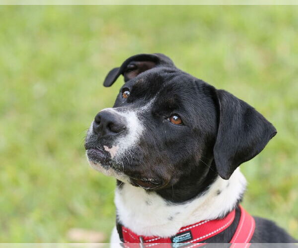 Medium Photo #7 Mutt Puppy For Sale in  Gainesville, FL, USA