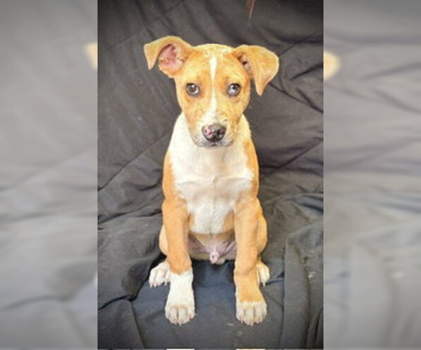 Medium Photo #1 Catahoula Leopard Dog-Unknown Mix Puppy For Sale in Pleasanton, TX, USA