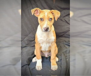 Catahoula Leopard Dog-Unknown Mix Dogs for adoption in Pleasanton, TX, USA