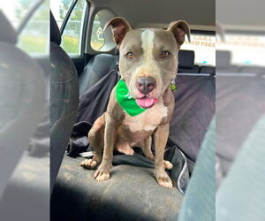 Mikey - Male Mutt Dog for Adoption - Photo #5