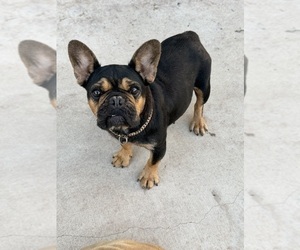 Mother of the French Bulldog puppies born on 08/20/2025